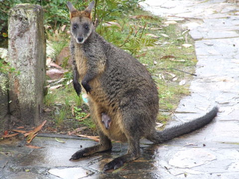 Aquila Eco Lodges - Accommodation Sydney 4