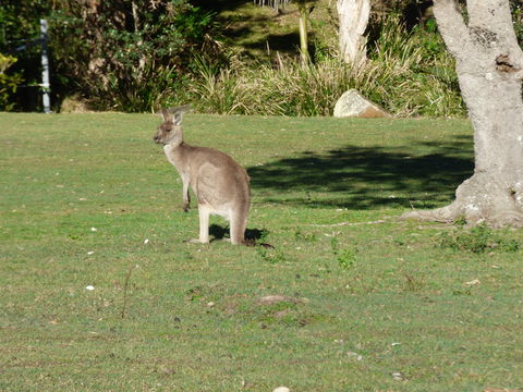 Little Bay Cottage - Sydney 4u 2