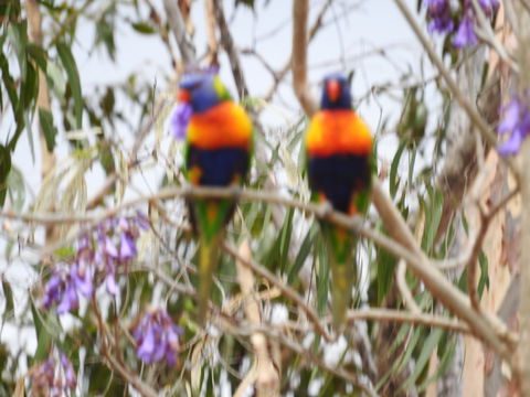Twilight Grove Farm Bed And Breakfast - Sydney 4u 0