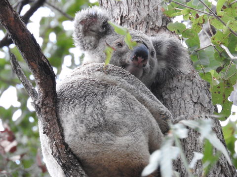 Twilight Grove Farm Bed And Breakfast - Sydney 4u 1