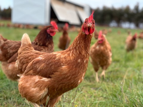 Rocklea Farm - Accommodation Sydney 1