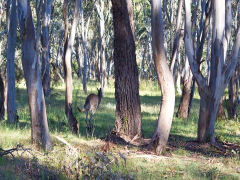 Apsley Falls Campground - Sydney 4u 2