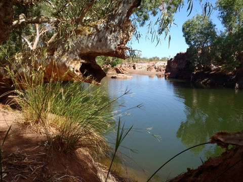 Peedamulla Campground And Cultural Tours - Sydney 4u 1