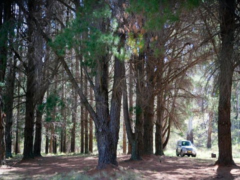 The Pines Campground - Accommodation Sydney 1
