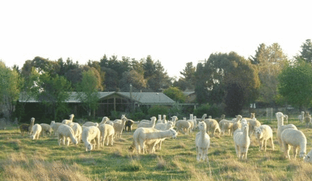 Glenhope Alpacas Self Contained Bb/farmstay - Accommodation Sydney