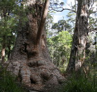 Valley of the Giants Cottage - Sydney 4u