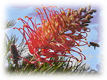 Mimosa Hill Wildflower Farm Cottages - Sydney 4u 1