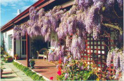 Woodchester Bed And Breakfast - Accommodation Sydney 1