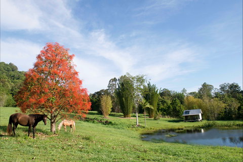 Nimbin Waterfall Retreat - Accommodation Sydney 1