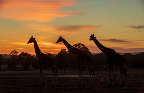 Zoofari Lodge, Taronga Western Plains Zoo Dubbo - Accommodation Sydney 1