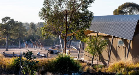 Zoofari Lodge, Taronga Western Plains Zoo Dubbo - Accommodation Sydney 2