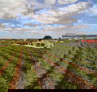 1837 Barossa Luxury Vineyard Cottages - Sydney 4u