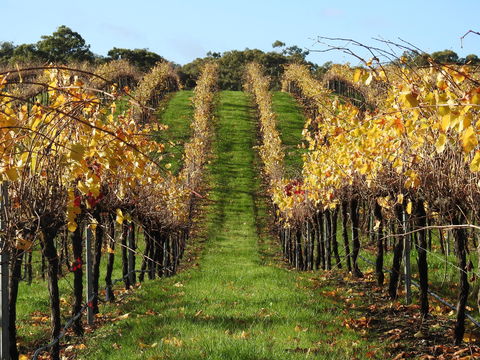 Miners Ridge Vineyard Railway Carriage B&B - Sydney 4u 1