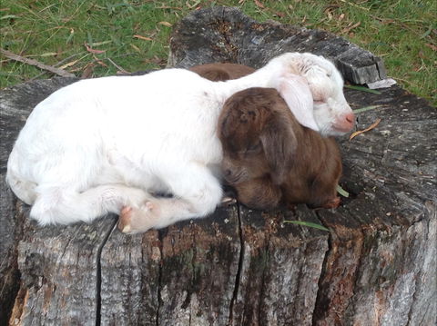 Engadine Cottage - Accommodation Sydney 1