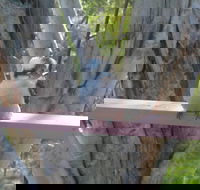 Kookaburra Dreaming - Accommodation Sydney