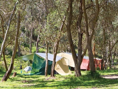 Pebbly Beach Campground - Yuraygir National Park - Sydney 4u 1