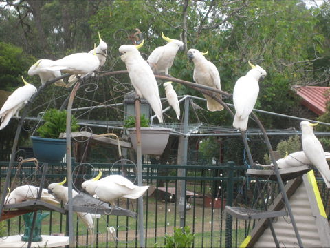 Winnamatta Guest House - Accommodation Sydney 0