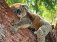 The Kosy Koala - Sydney 4u 3