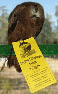 Eagles Heritage Raptor Wildlife Centre - Sydney 4u 1