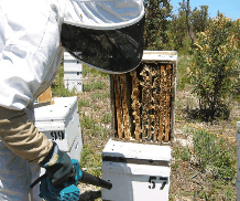 The House Of Honey - Sydney Resort 0