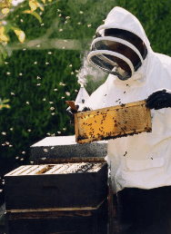 The House Of Honey - Sydney Resort 3