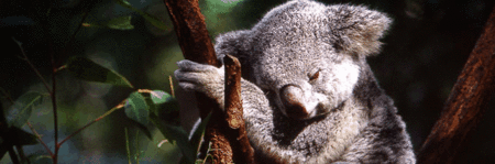 Koala and River Cruise by Mirimar Cruises - Sydney 4u