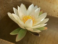 St Georges Natural Health Therapies - Sydney 4u 3