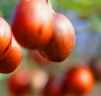 Tropical Fruit World - Accommodation Sydney