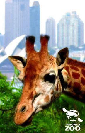 Taronga Zoo - Sydney 4u 3