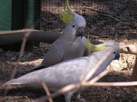 Wirrimbirra Sanctuary - Accommodation Sydney 1