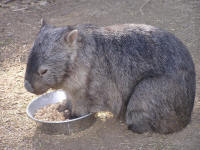Wirrimbirra Sanctuary - Accommodation Sydney 2