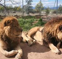 Mansfield Zoo - Accommodation Sydney