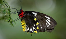 Melbourne Zoo - Accommodation Sydney 2