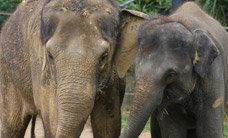 Melbourne Zoo - Accommodation Sydney 3