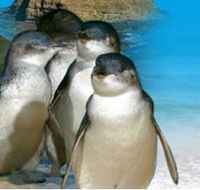 Phillip Island Penguin Parade - Accommodation Sydney