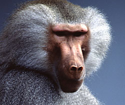 Alma Park Zoo - Sydney Resort 1