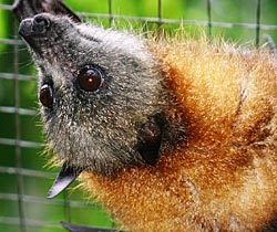 Alma Park Zoo - Sydney Resort 2