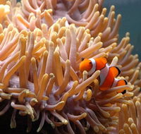 Reef HQ Great Barrier Reef Aquarium - Accommodation Sydney