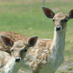 Marapana Wildlife Park - Accommodation Sydney 0