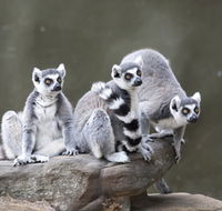 Adelaide Zoo - Sydney 4u