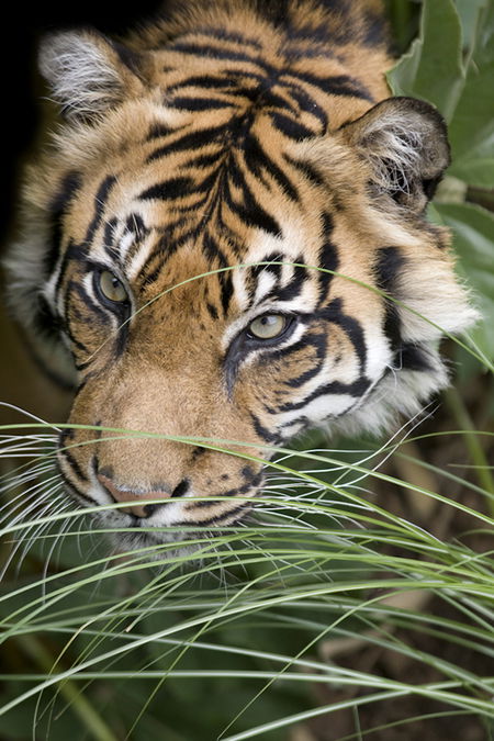 Adelaide Zoo - Accommodation Sydney 1