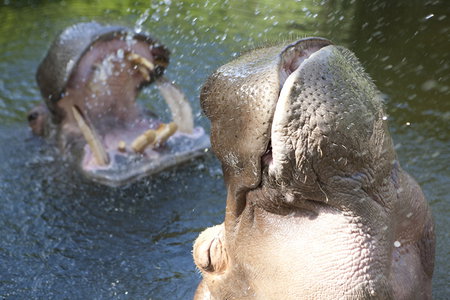 Adelaide Zoo - Accommodation Sydney 2