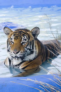 Zoo Doo Wildlife Park - Sydney 4u 0
