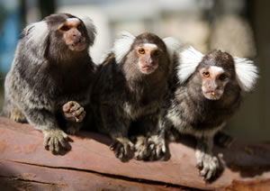 Zoo Doo Wildlife Park - Sydney 4u 1
