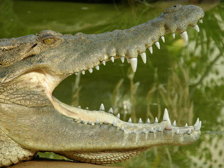 Dundee's Wildlife Park - Sydney Resort 1