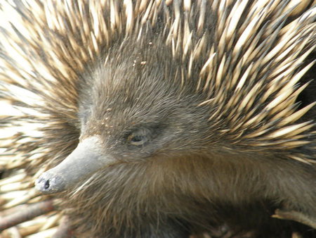 Dundee's Wildlife Park - Sydney Resort 3