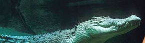 Territory Wildlife Park - Accommodation Sydney 3