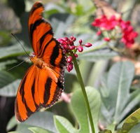 Butterfly Farm - Accommodation Sydney