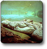 Kakadu National Park - Sydney 4u 1