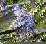 Koala Conservation Centre - Accommodation Sydney